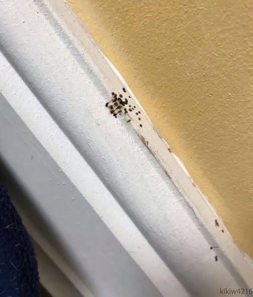 If You Notice Tiny Black Dots or Striped Bugs in Your Kitchen, Here’s What It Could Mean for Your Home and Health