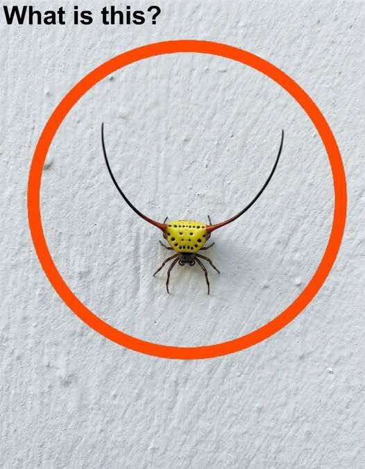 The Surprising Backyard Visitor That Changed My Perspective